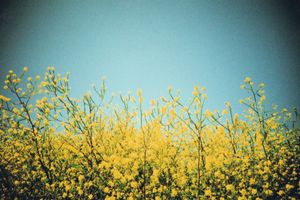 Yellow rapeseed flowers bloom against a clear blue sky